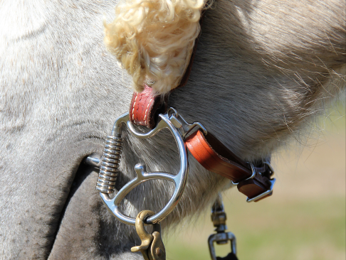 BETA CURB STRAP KIT FOR CHEEKS WITH HOOKS (NEW STYLE)