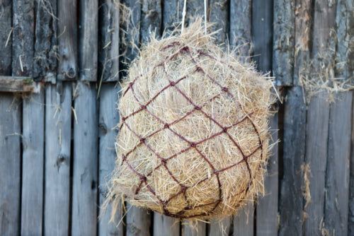 HAYNET BURGUNDY